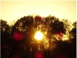 2023.11.11.16 večerno sonce za drevesi